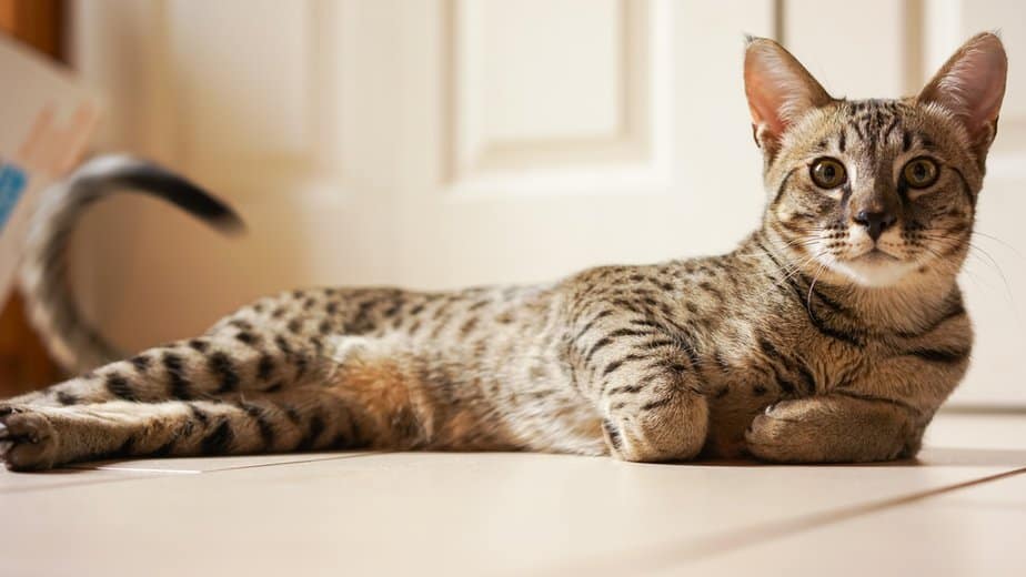 Do Savannah Cats Shed? The Truth About These Elegant Felines