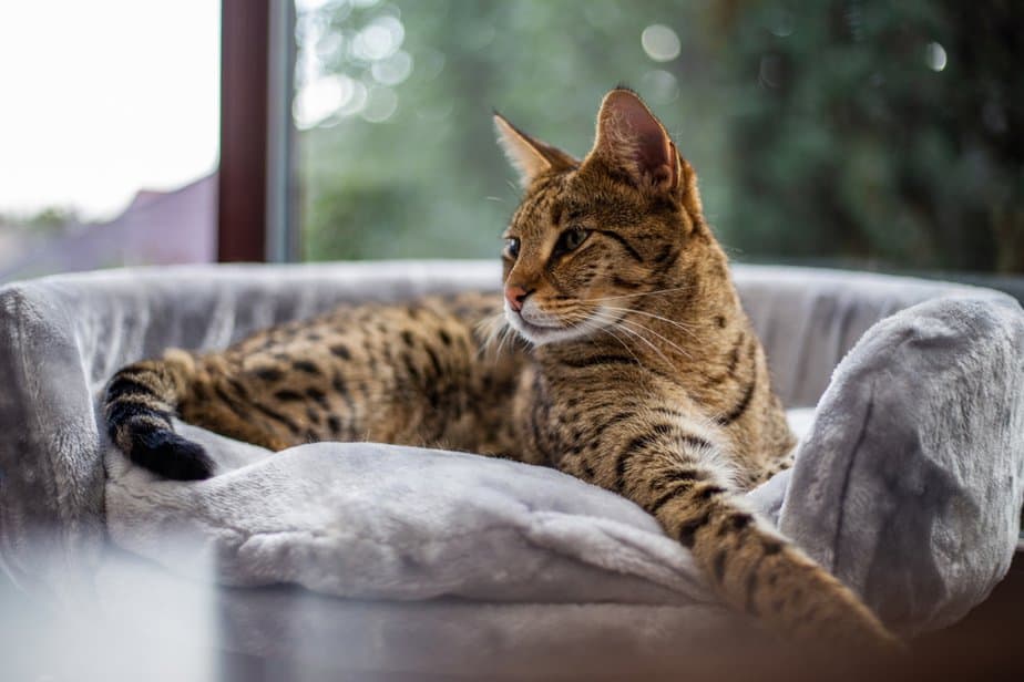 Do Savannah Cats Shed? The Truth About These Elegant Felines