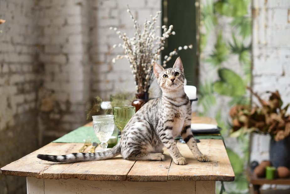 Do Savannah Cats Shed? The Truth About These Elegant Felines