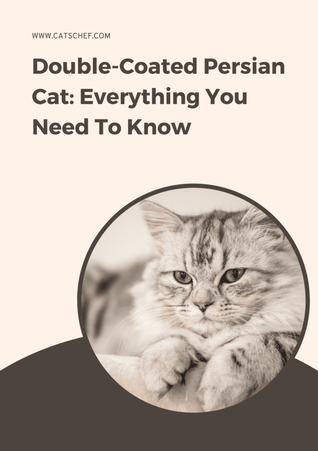 Double-Coated Persian Cat: Everything You Need To Know