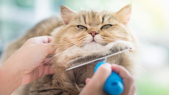 Double coat Persian cat
