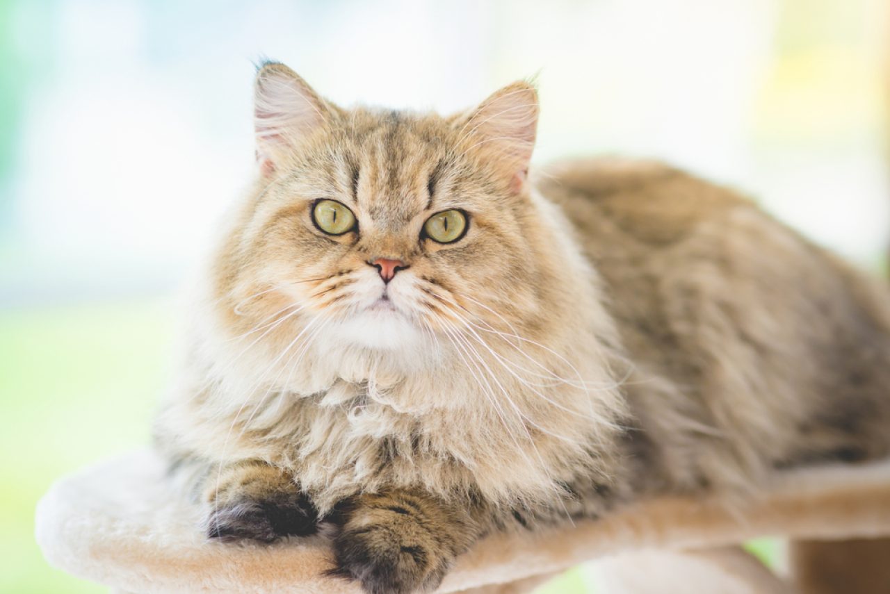 Double-Coated Persian Cat: Everything You Need To Know