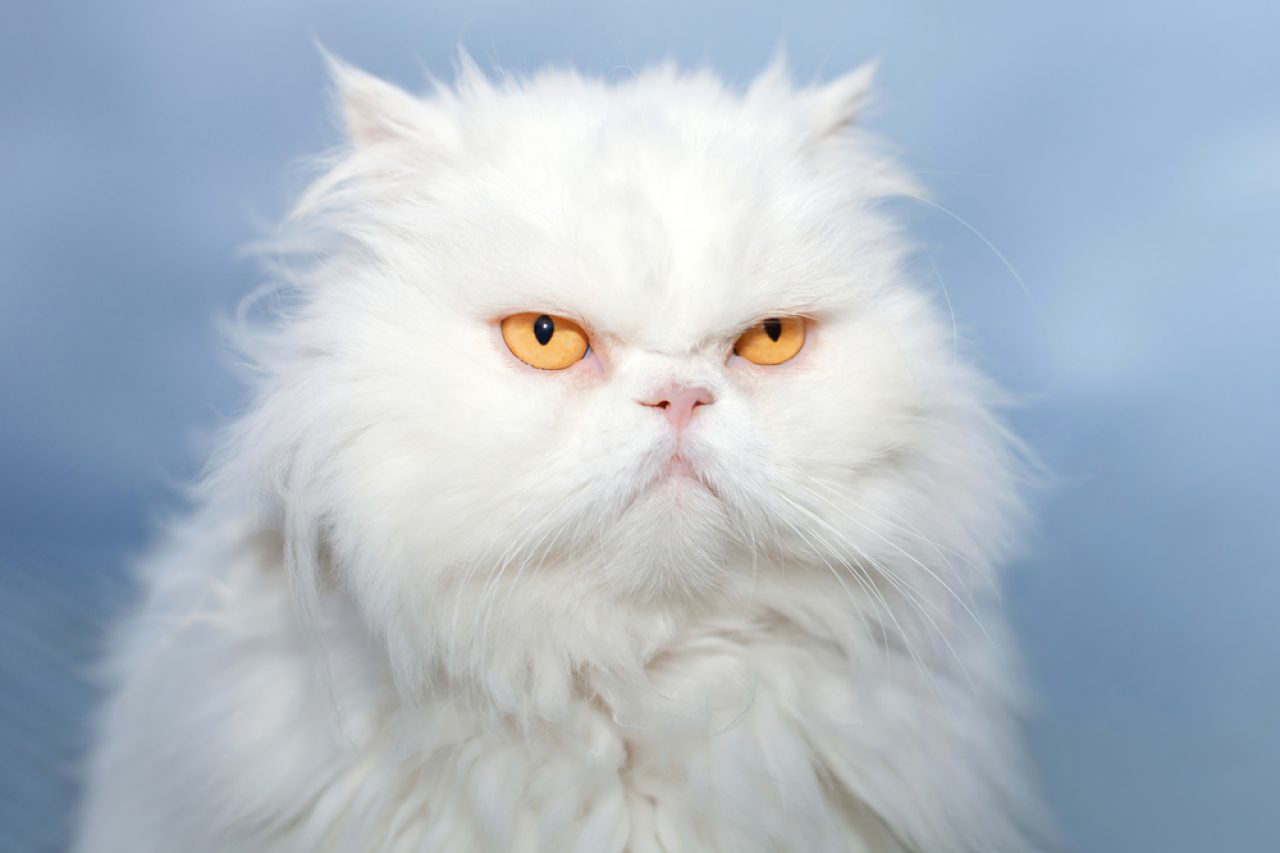 Double-Coated Persian Cat: Everything You Need To Know