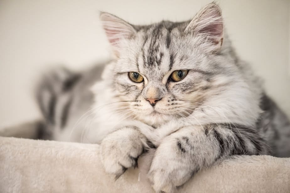 DoubleCoated Persian Cat Everything You Need To Know