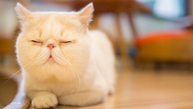 Dumbest Cat Breeds