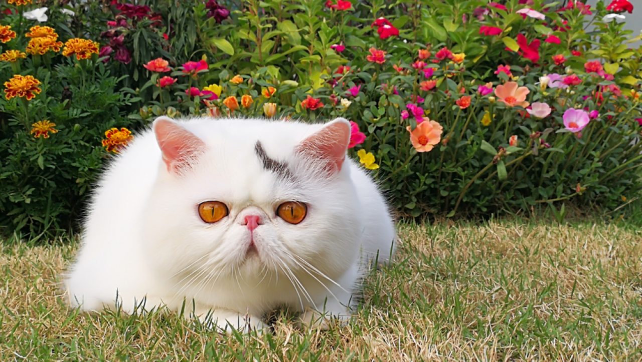 Dumbest Cat Breeds: 9 Breeds That Are The Biggest Airheads