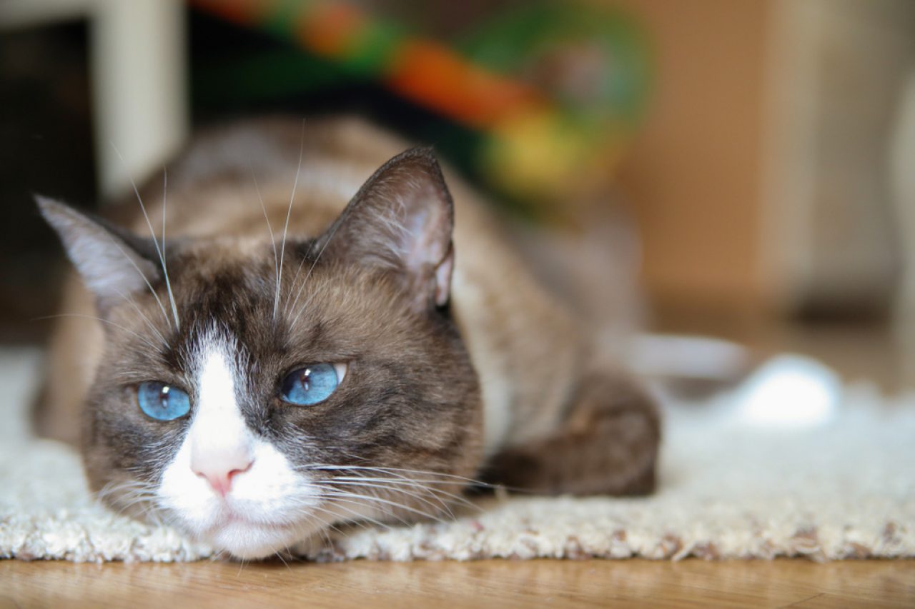 Dumbest Cat Breeds: 9 Breeds That Are The Biggest Airheads