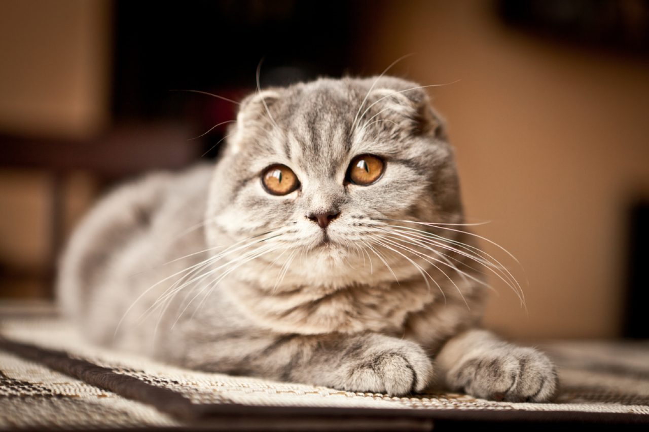 Dumbest Cat Breeds: 9 Breeds That Are The Biggest Airheads