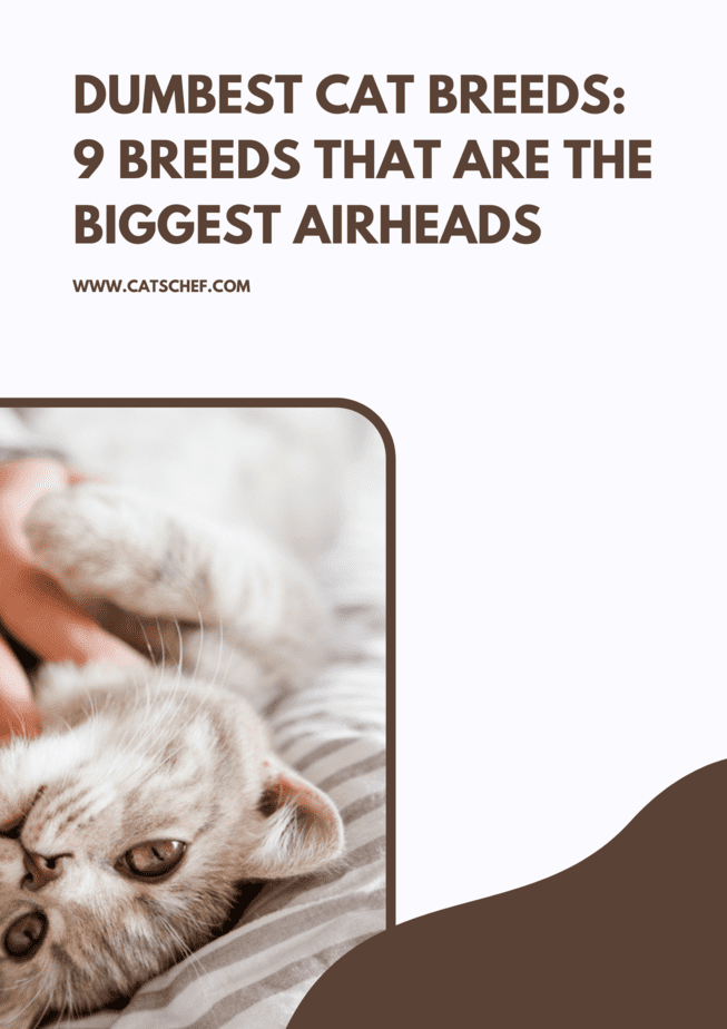 En Aptal Kedi Irkları: En Büyük Havai Kafalı 9 Kedi Irkı