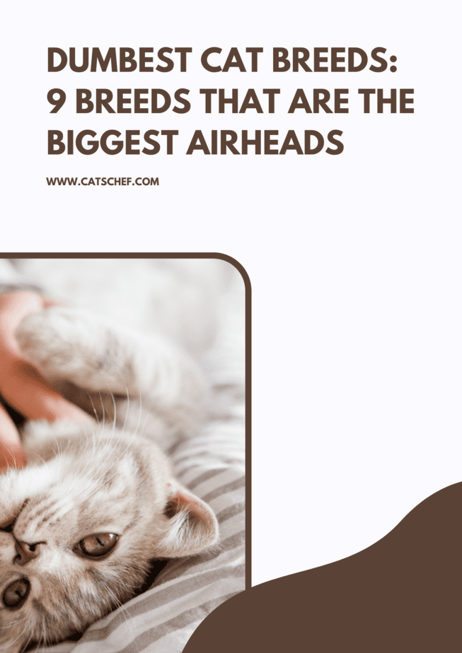 Dumbest Cat Breeds: 9 Breeds That Are The Biggest Airheads