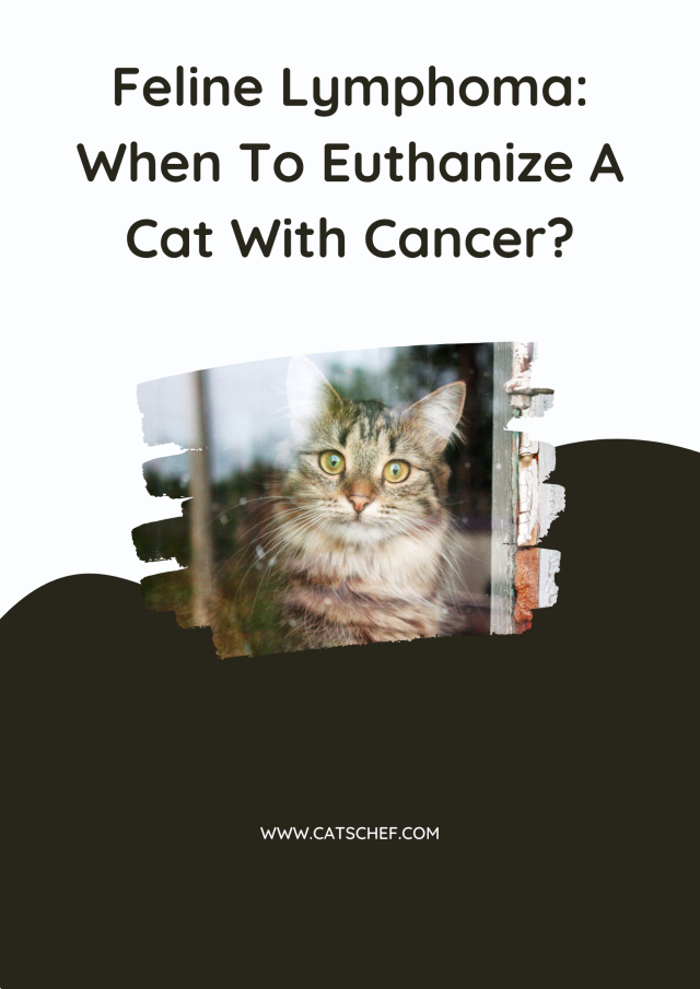 Feline Lymphoma When To Euthanize A Cat With Cancer?