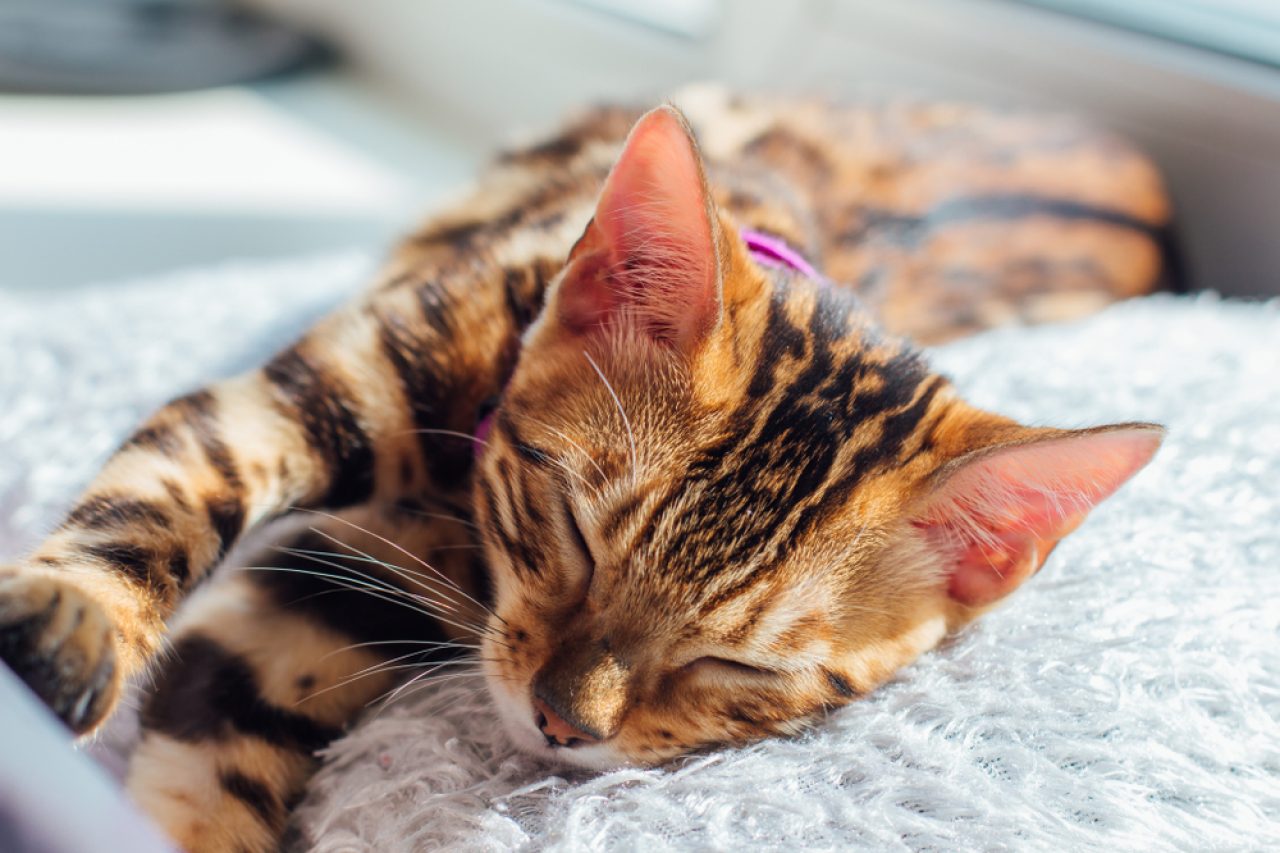 Felines With A Bad Reputation Are Bengal Cats Aggressive