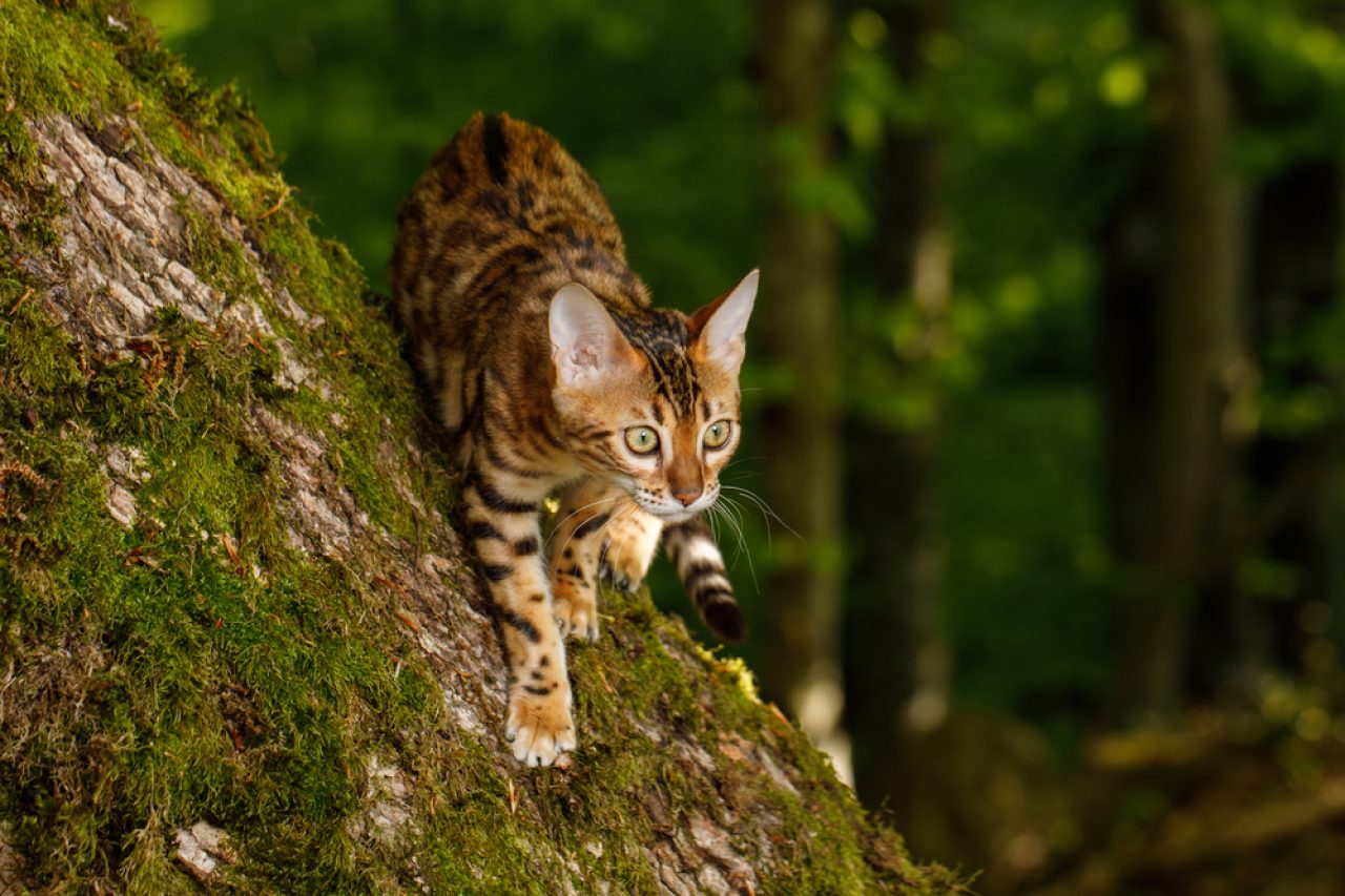 Felines With A Bad Reputation Are Bengal Cats Aggressive