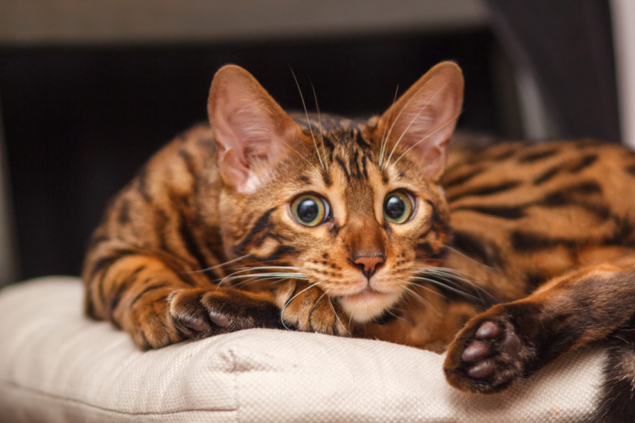 Felines With A Bad Reputation Are Bengal Cats Aggressive