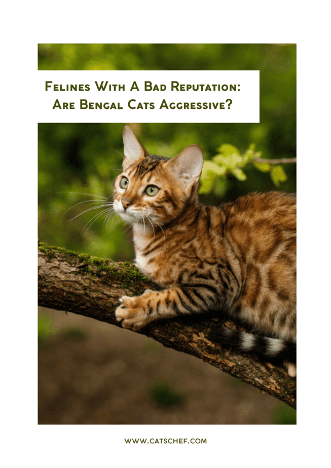 Felines With A Bad Reputation: Are Bengal Cats Aggressive?