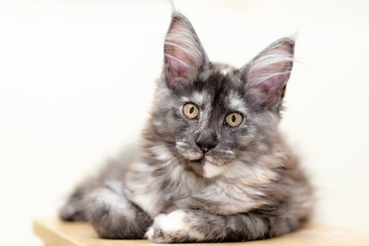 Grey Maine Coon Everything You Need To Know And More