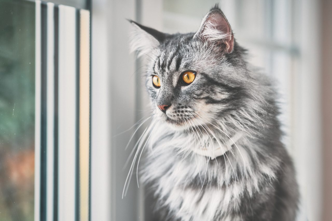 Gri Maine Coon Bilmeniz Gereken Her Şey Ve Daha Fazlası