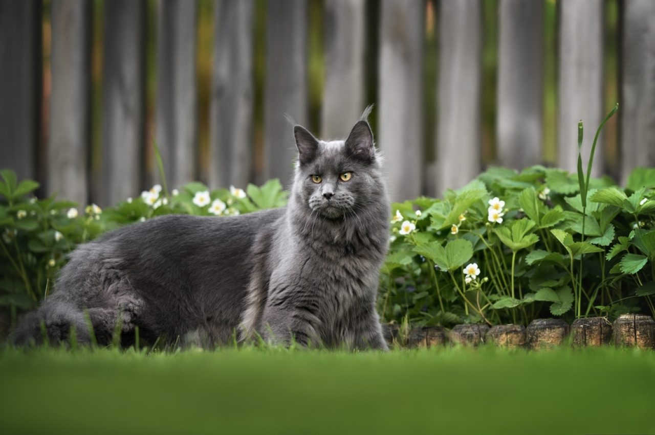 Grey Maine Coon Everything You Need To Know And More