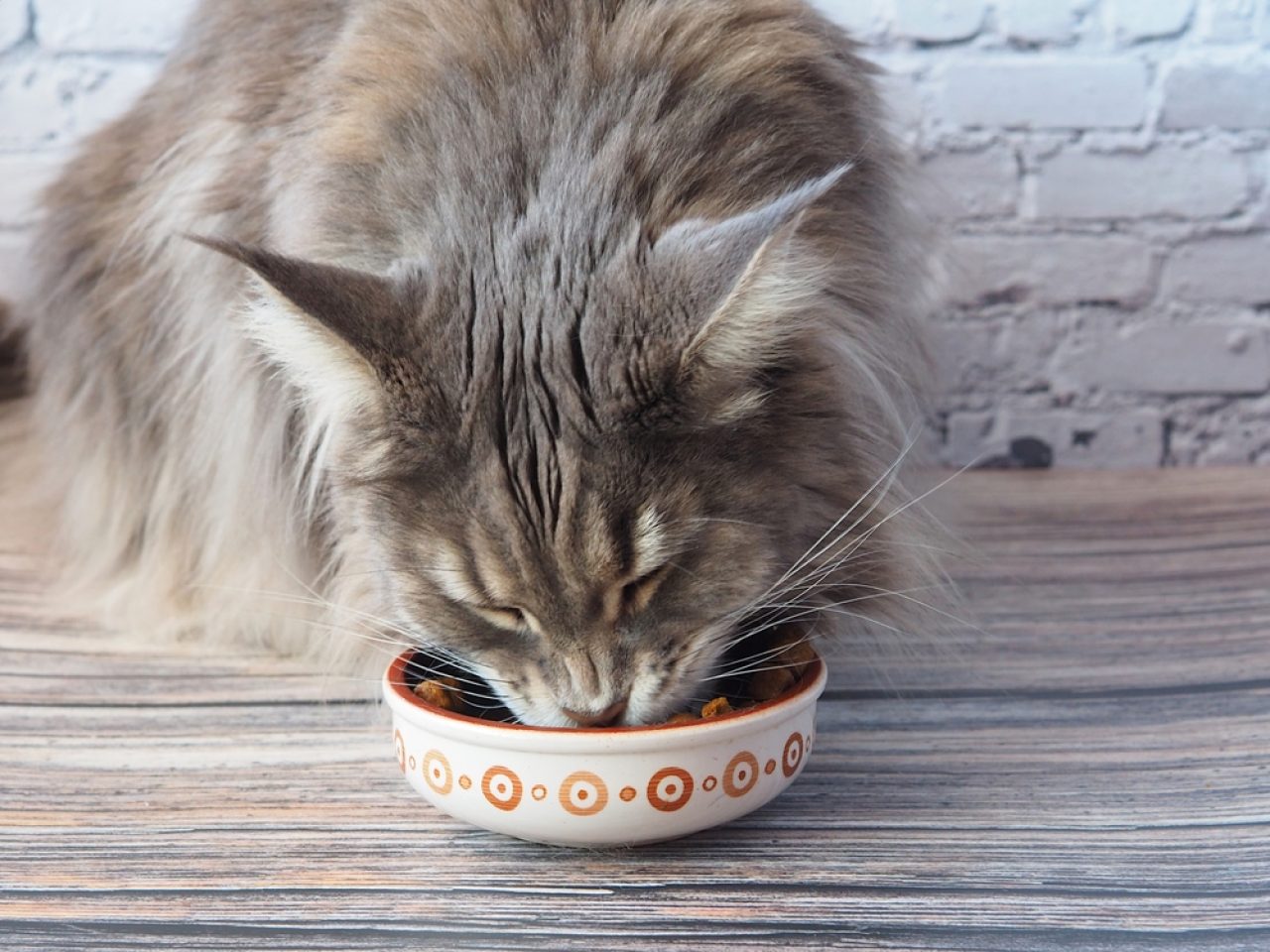 Gri Maine Coon Bilmeniz Gereken Her Şey Ve Daha Fazlası