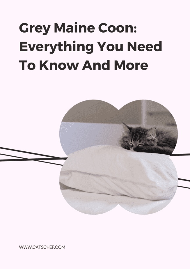 Grey Maine Coon: Everything You Need To Know And More