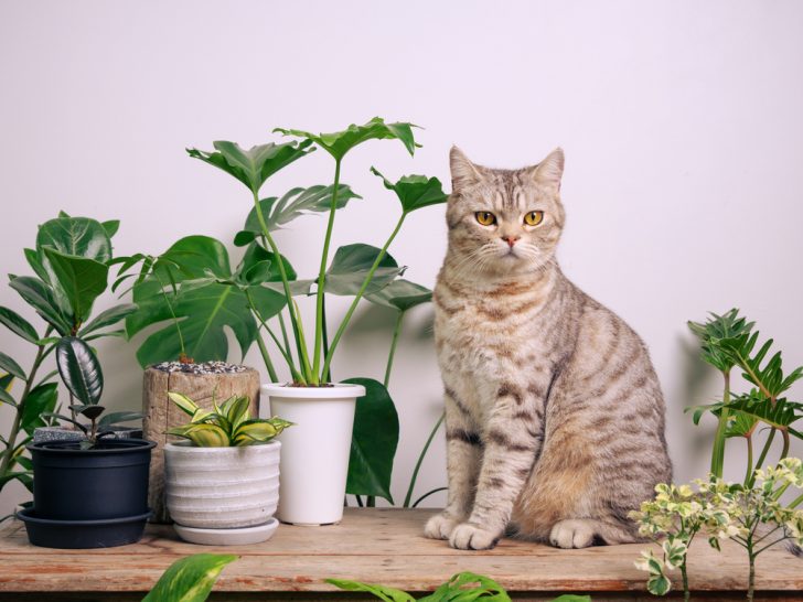 Help! How To Stop Cats From Pooping In Plant Pots?
