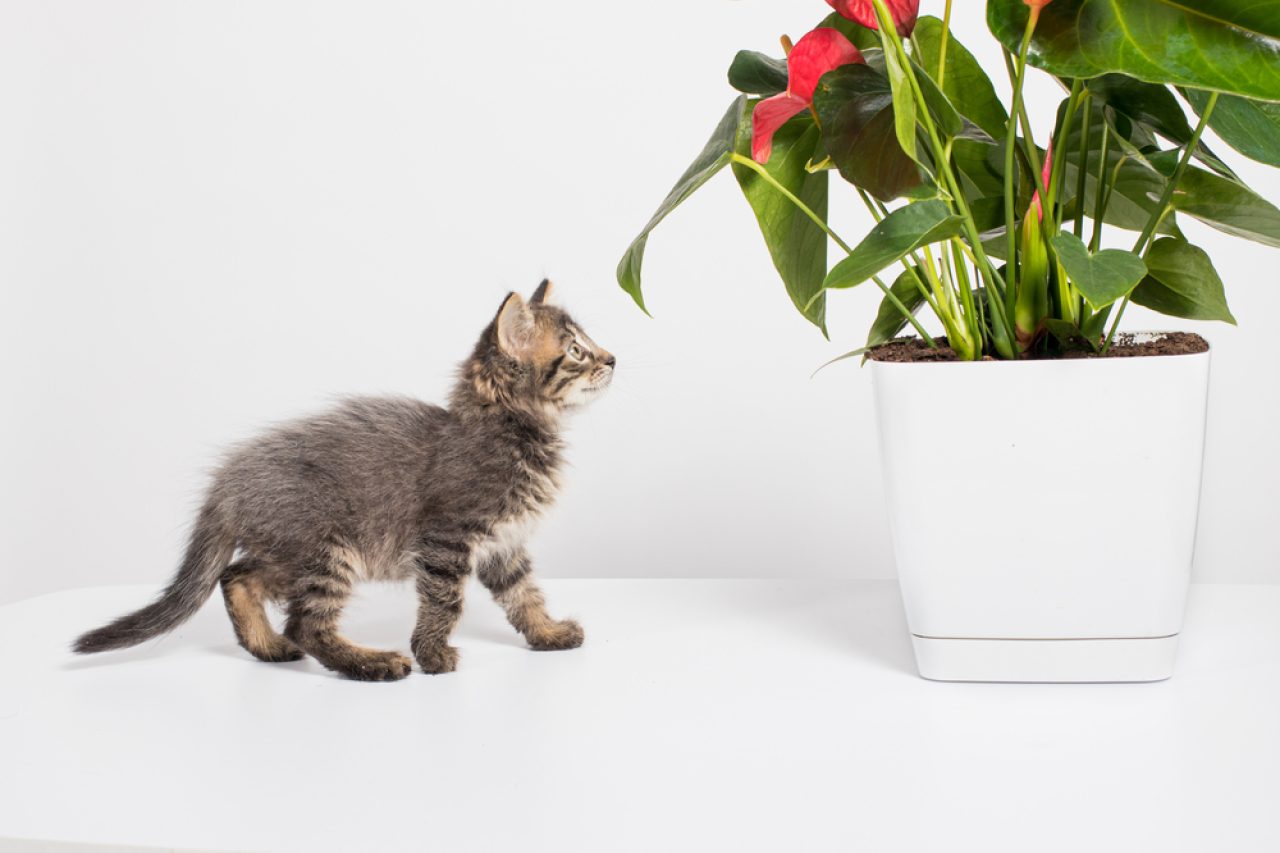 Yardım Edin! Kedilerin Bitki Saksılarına Kaka Yapması Nasıl Engellenir?