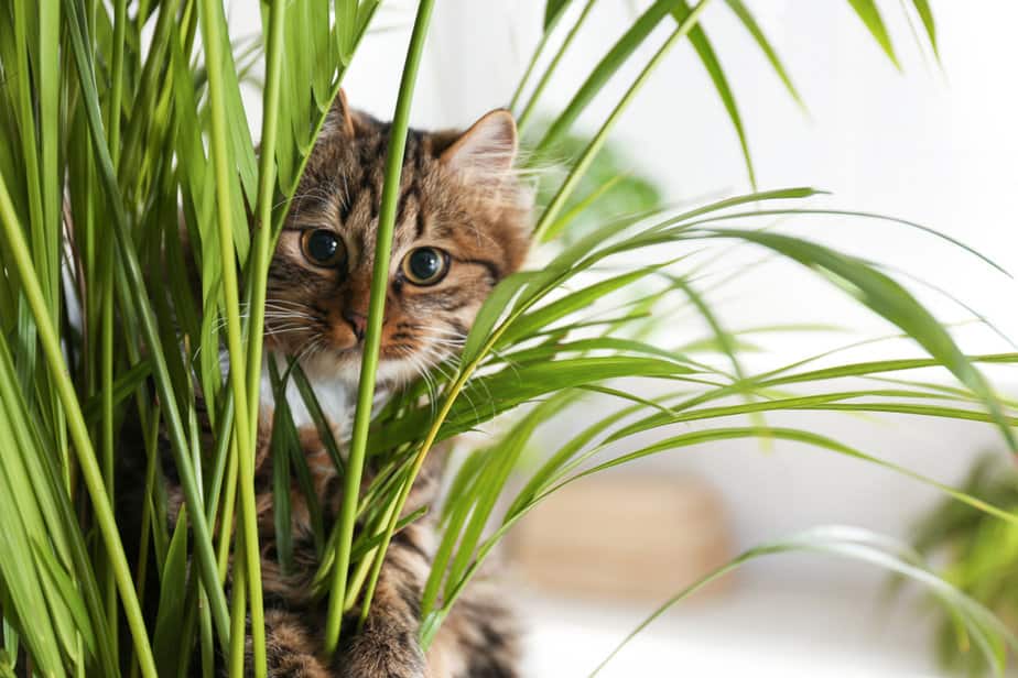 Help! How To Stop Cats From Pooping In Plant Pots?
