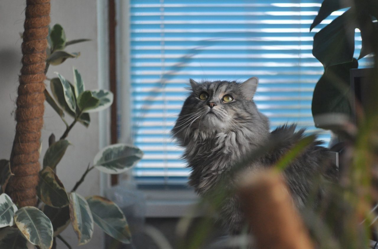 Help! How To Stop Cats From Pooping In Plant Pots