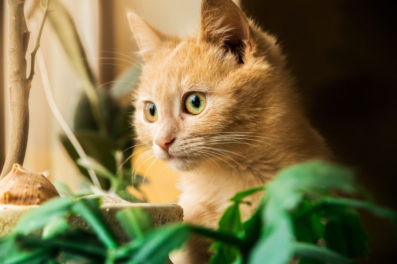 Help! How To Stop Cats From Pooping In Plant Pots?