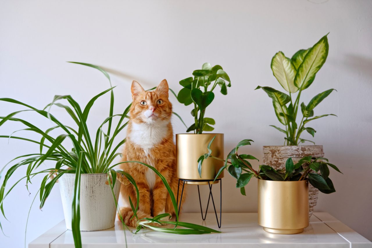 Help! How To Stop Cats From Pooping In Plant Pots