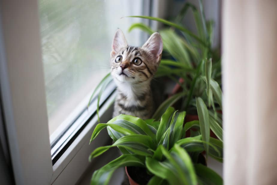 Help! How To Stop Cats From Pooping In Plant Pots?