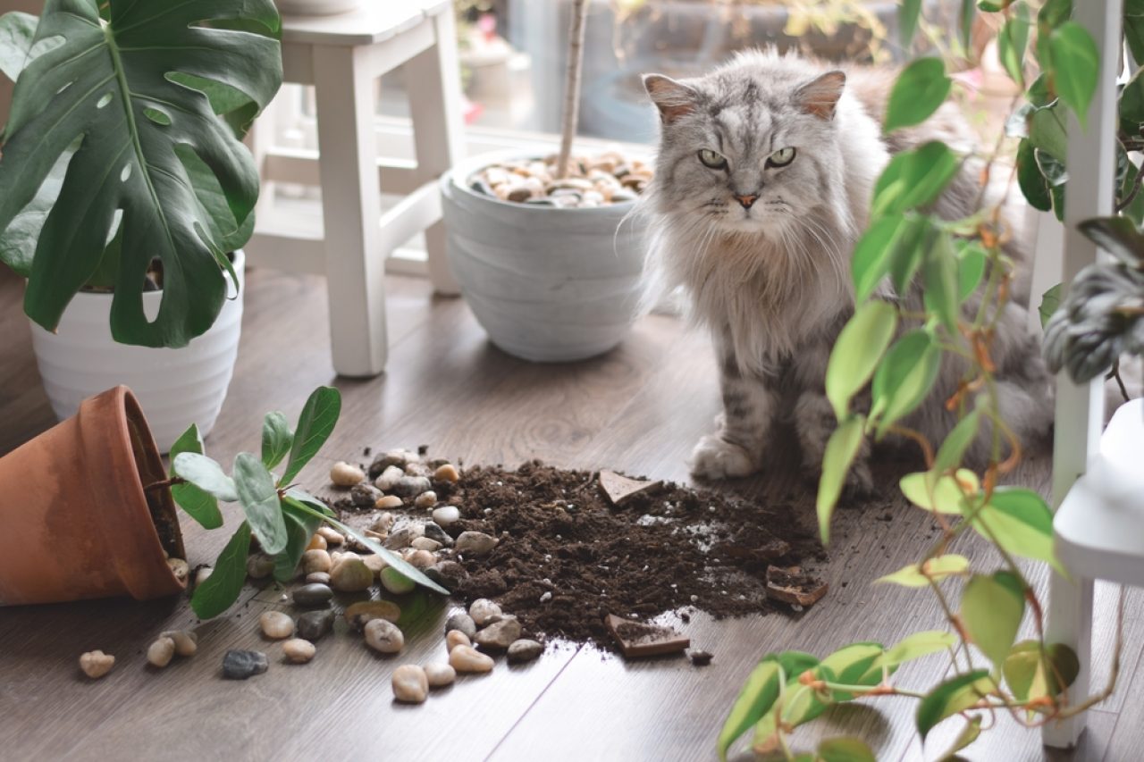 Help! How To Stop Cats From Pooping In Plant Pots