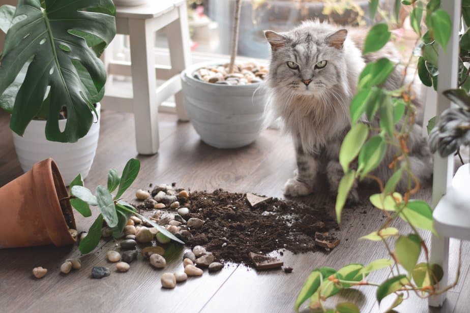 Help! How To Stop Cats From Pooping In Plant Pots?