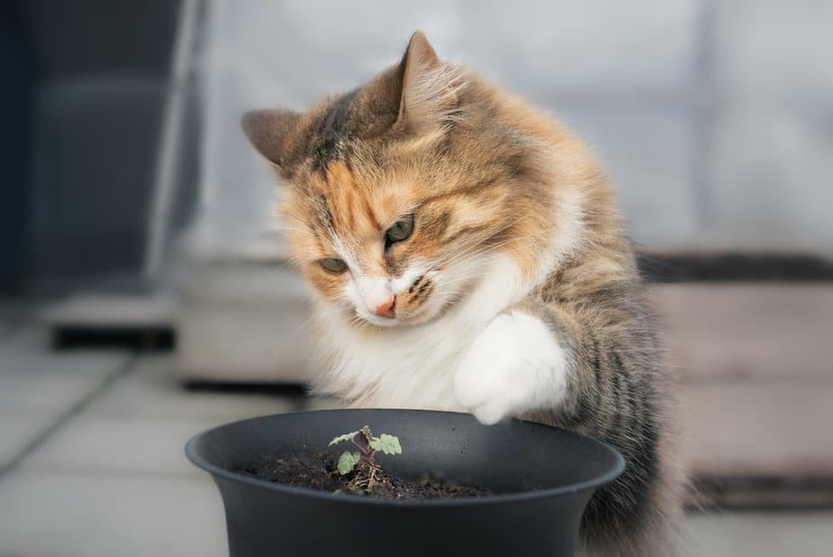 how-to-stop-cats-pooping-in-plant-pots-plantopiahub-your-ultimate