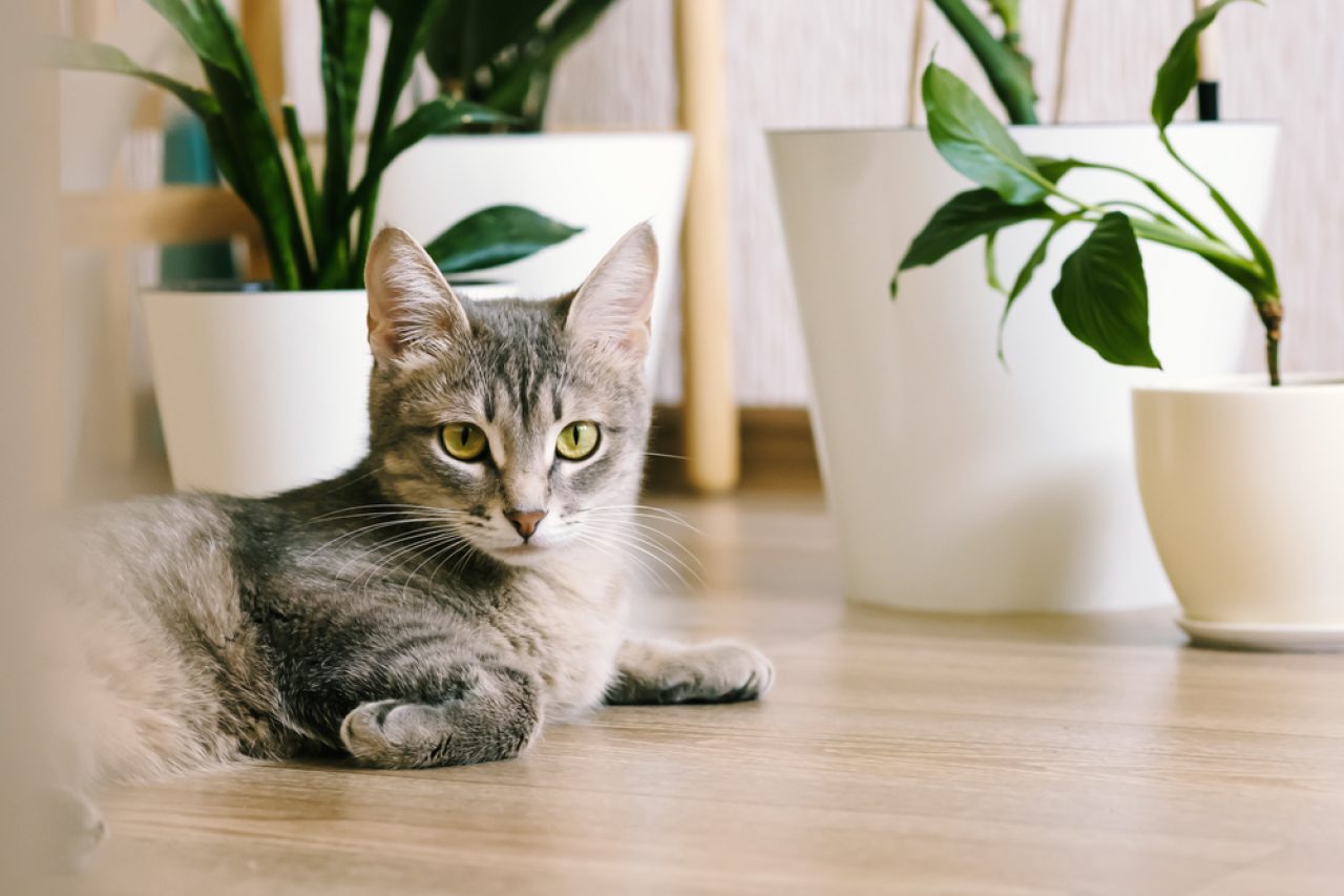 Help! How To Stop Cats From Pooping In Plant Pots