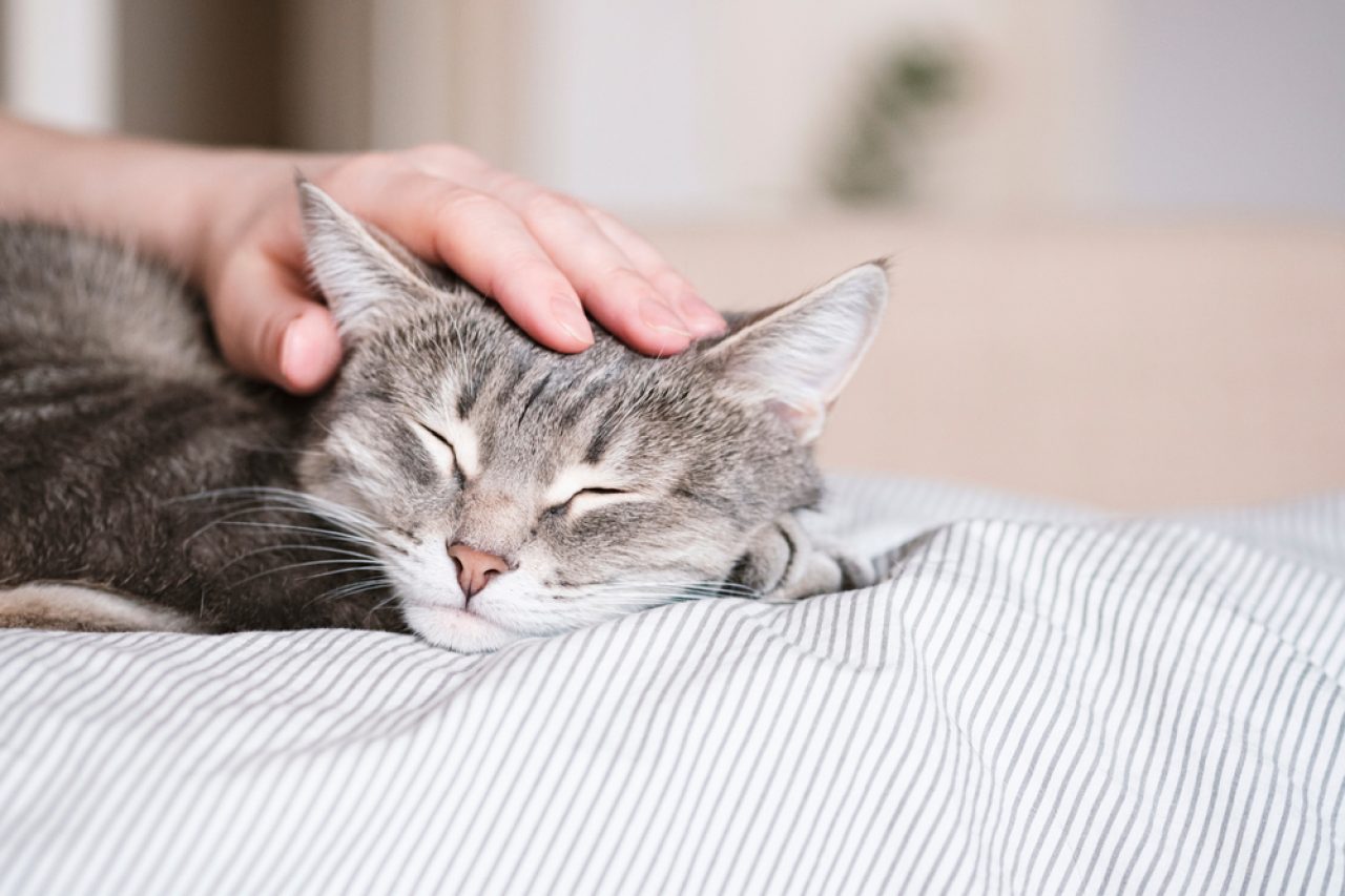 How Do Cats Choose Who To Sleep With Picky Snoozers