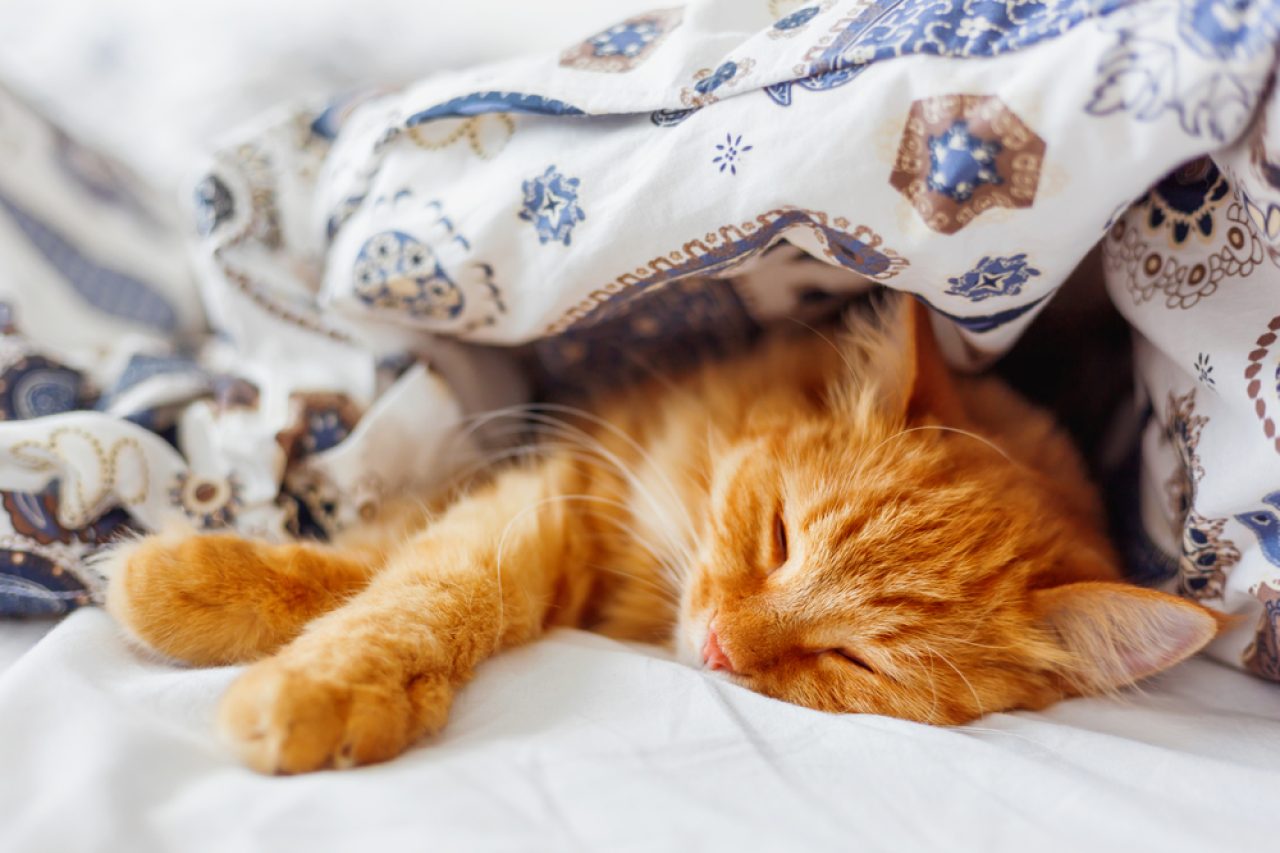 Kediler Kiminle Uyuyacaklarını Nasıl Seçerler?