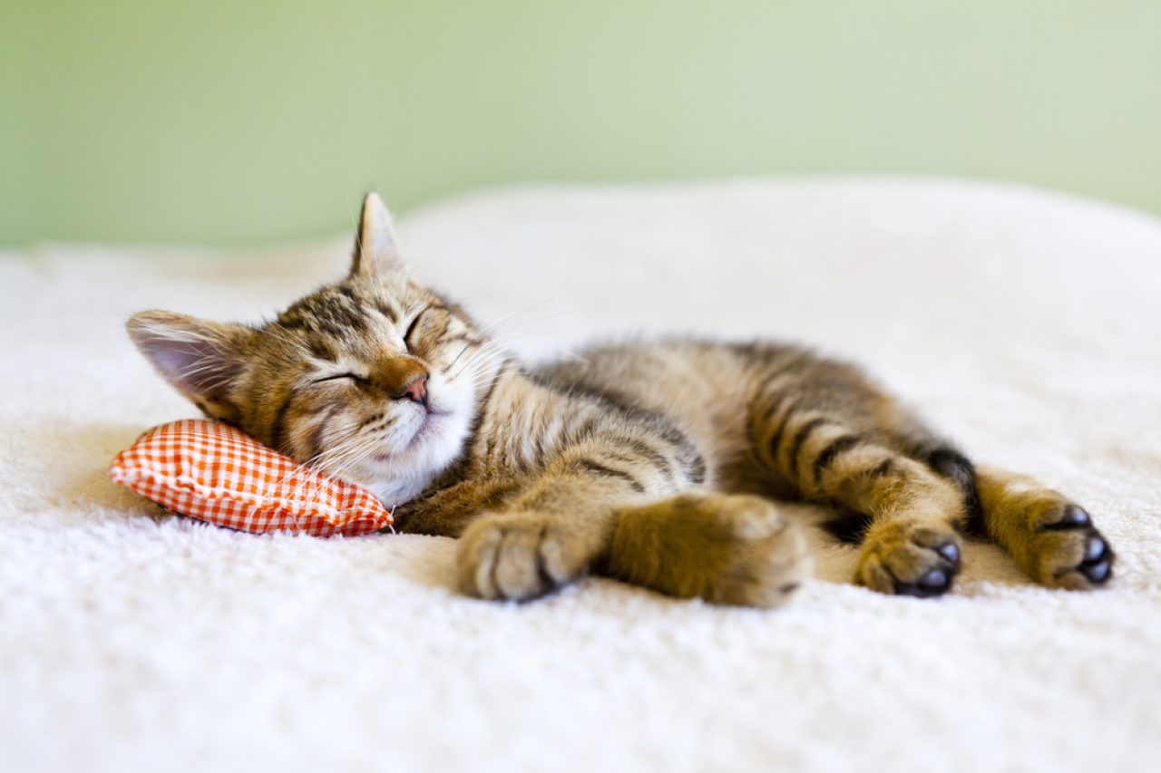 How Do Cats Choose Who To Sleep With Picky Snoozers