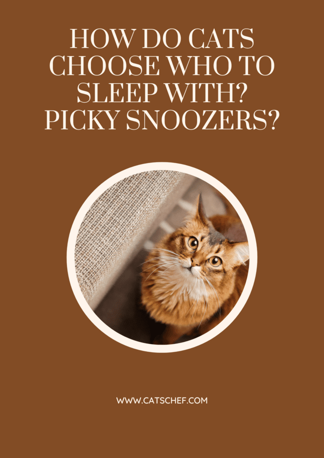 How Do Cats Choose Who To Sleep With? Picky Snoozers?