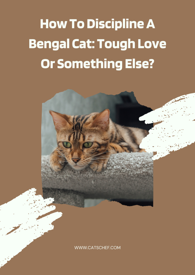 How To Discipline A Bengal Cat Tough Love Or Something Else?