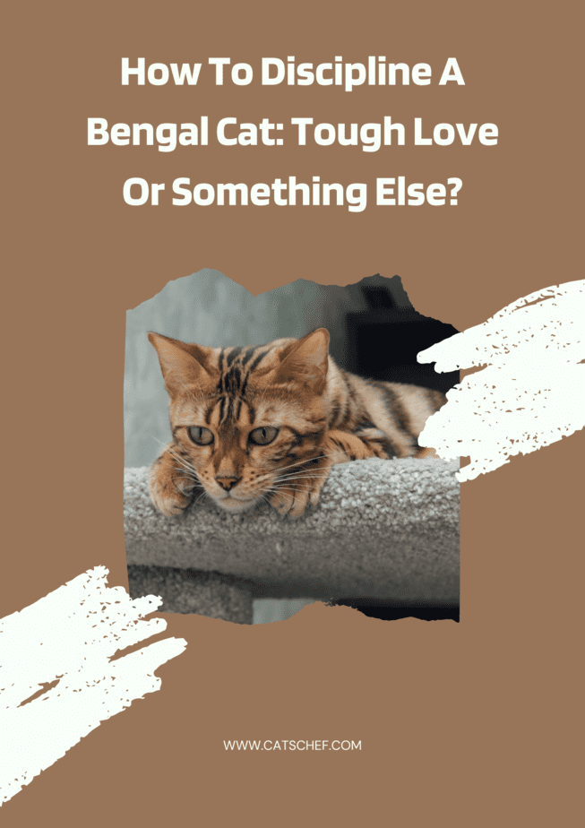 How To Discipline A Bengal Cat: Tough Love Or Something Else?