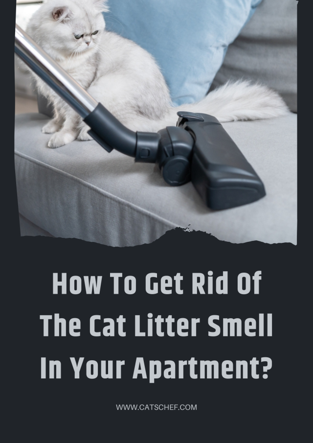 How To Get Rid Of The Cat Litter Smell In Your Apartment 