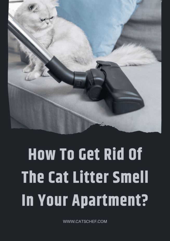 How To Get Rid Of The Cat Litter Smell In Your Apartment?
