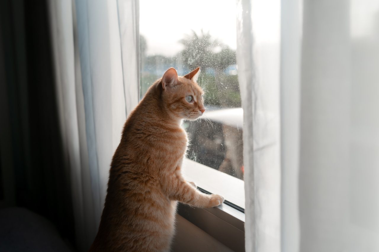 Kediler Pencere Pervazlarından Nasıl Uzak Tutulur? 11 Dahice İpucu ve Püf Noktası
