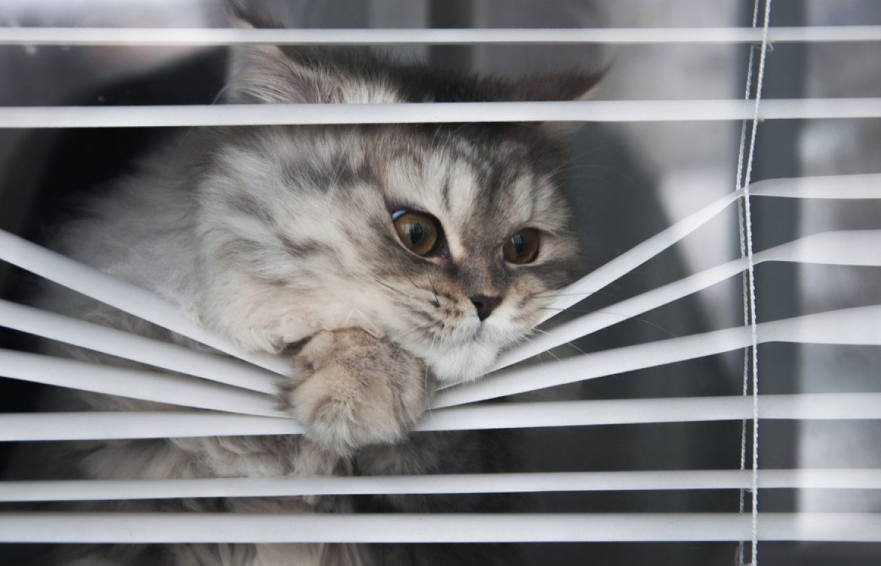 How To Keep Cats Off Window Sills: 11 Genius Tips And Tricks