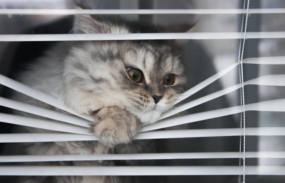How To Keep Cats Off Window Sills 11 Genius Tips And Tricks