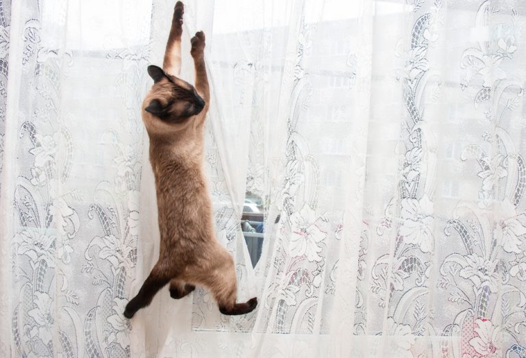 How To Keep Cats Off Window Sills 11 Genius Tips And Tricks