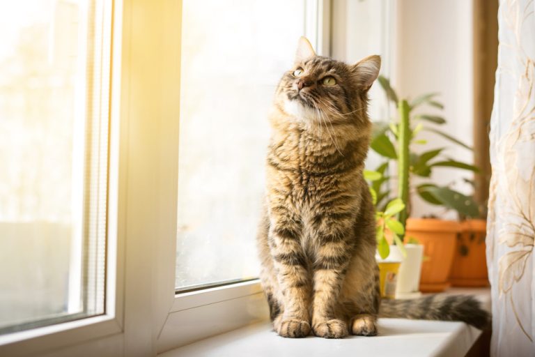 How To Keep Cats Off Window Sills 11 Genius Tips And Tricks