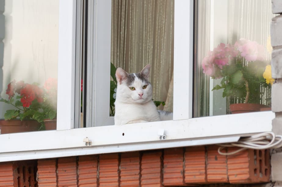 How To Keep Cats Off Window Sills 11 Genius Tips And Tricks