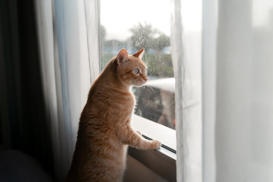 How To Keep Cats Off Window Sills 11 Genius Tips And Tricks